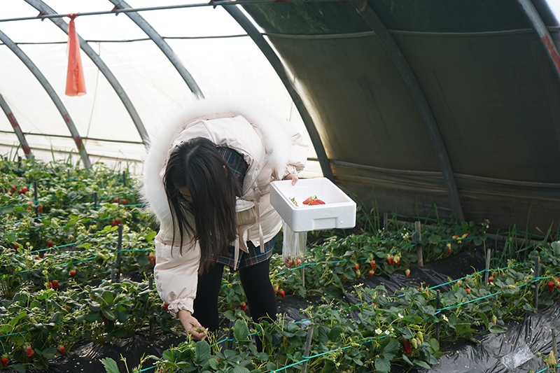 2021三八节里口山摘草莓